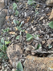 Haemanthus humilis humilis