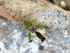 Lycambes