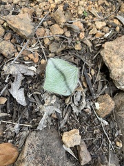 Haemanthus humilis humilis
