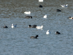 Fulica atra