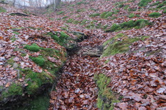 Mniaecia jungermanniae