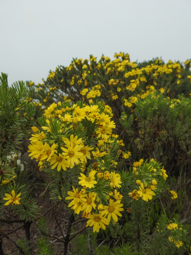 Euryops brownei image