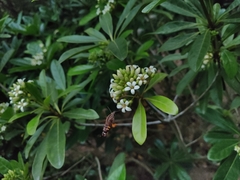 Macroglossum divergens