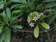 Macroglossum divergens