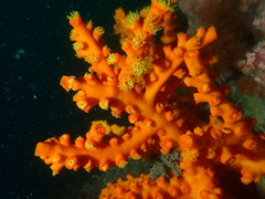 Dendrophyllia ijimai