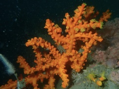 Dendrophyllia ijimai