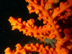 Dendrophyllia ijimai