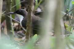 Ramphocinclus brachyurus