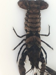 Faxonius virginiensis