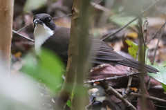 Ramphocinclus brachyurus