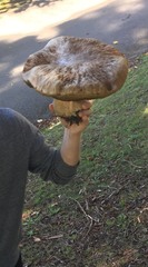 Boletus edulis