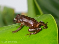 Eleutherodactylus johnstonei