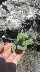 Mandevilla macrosiphon