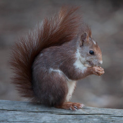 Sciurus vulgaris