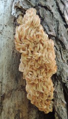 Artomyces microsporus