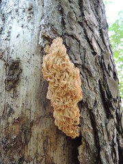 Artomyces microsporus