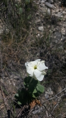 Mandevilla macrosiphon