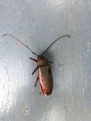 Agrianome spinicollis