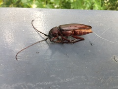 Agrianome spinicollis