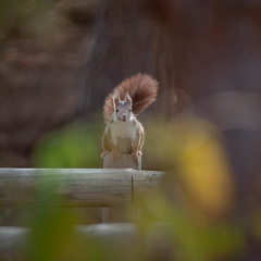 Sciurus vulgaris