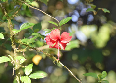 Hibiscus rosa-sinensis image