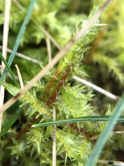 Calliergonella cuspidata