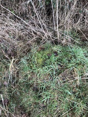 Calliergonella cuspidata