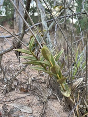 Epidendrum radicans