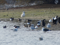 Larus fuscus