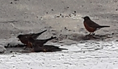 Turdus migratorius