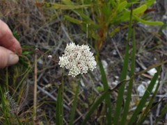 Hermas quinquedentata