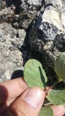 Mandevilla macrosiphon