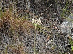 Hermas quinquedentata