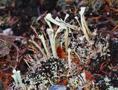 Cladonia sulphurina
