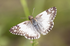 Heliopetes omrina