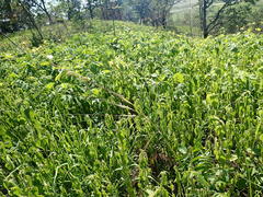 Hesperostipa spartea