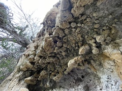 Eucladium verticillatum