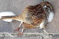 Zonotrichia albicollis