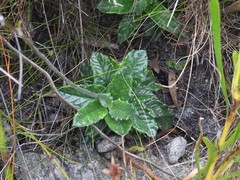 Hermas quinquedentata