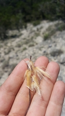 Mandevilla macrosiphon