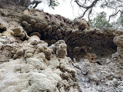 Eucladium verticillatum