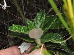Hermas quinquedentata