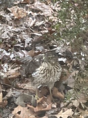 Accipiter cooperii