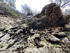 Eucladium verticillatum