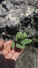 Mandevilla macrosiphon