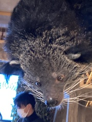 Arctictis binturong