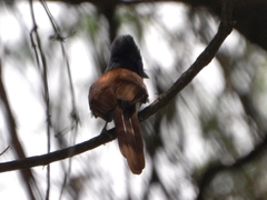 Terpsiphone viridis plumbeiceps