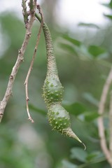 Erythrina acanthocarpa