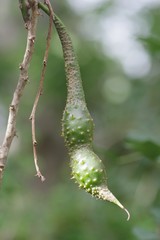 Erythrina acanthocarpa
