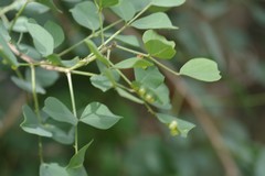 Erythrina acanthocarpa
